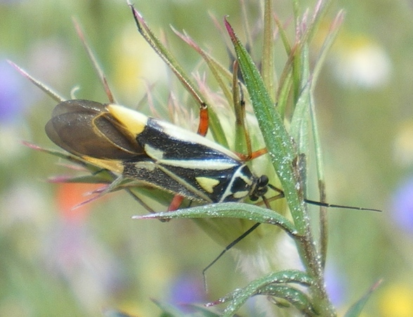 Miridae: Brachycoleus steini delle Marche (PG)